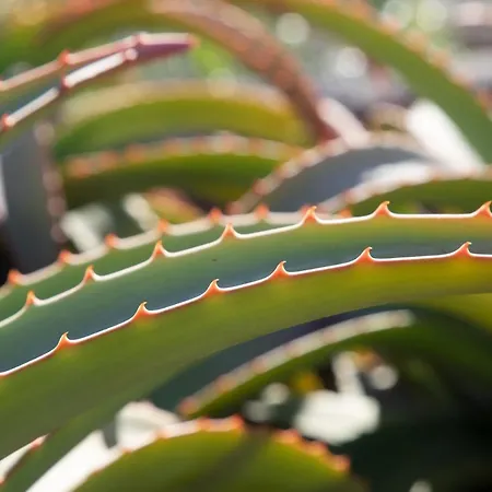 Сasa de vacaciones Casa Uva *