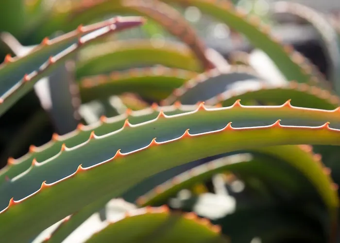 度假居 Casa Uva *