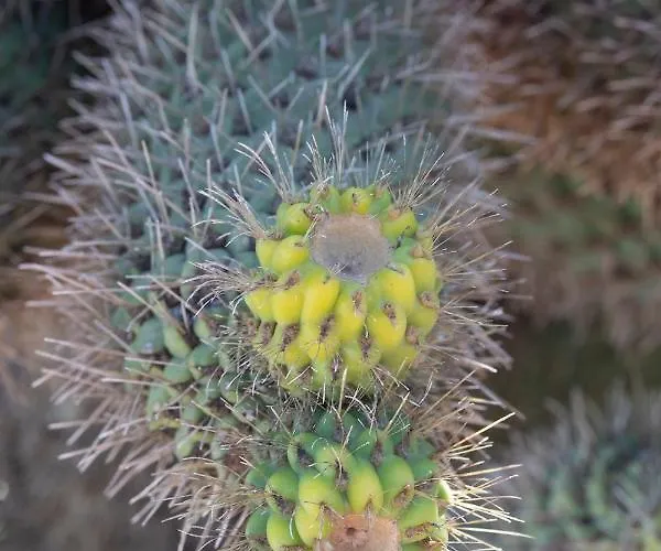 بيت للعطل Casa Uva *