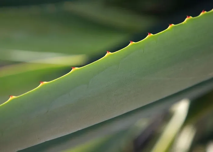 Casa Uva * يايثا